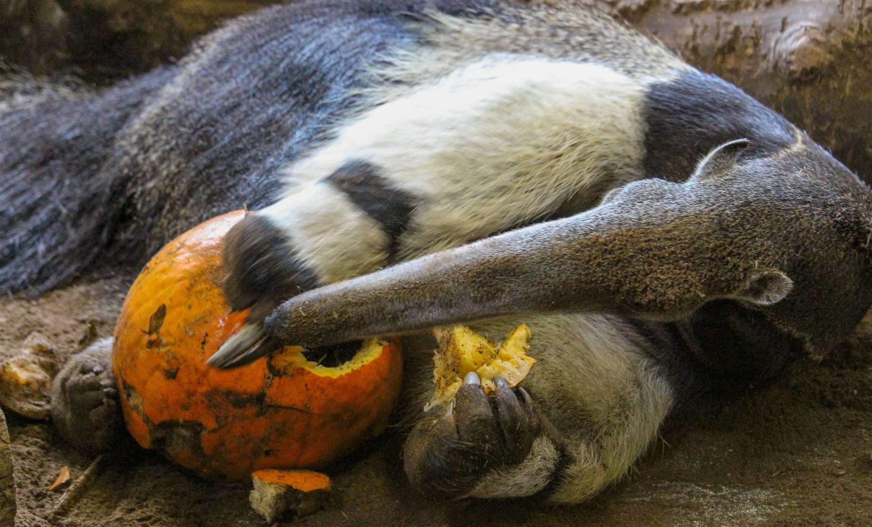 The park is home to hundreds of animals, with special themed events taking place during the school holidays. Picture: Howletts