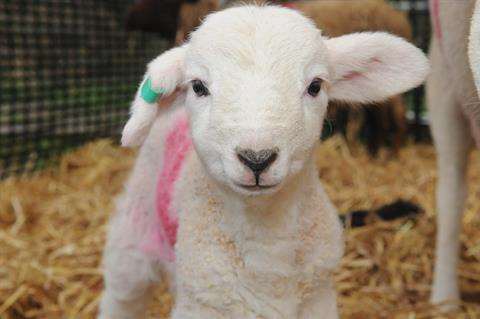 Meet the lambs at Mount Ephraim