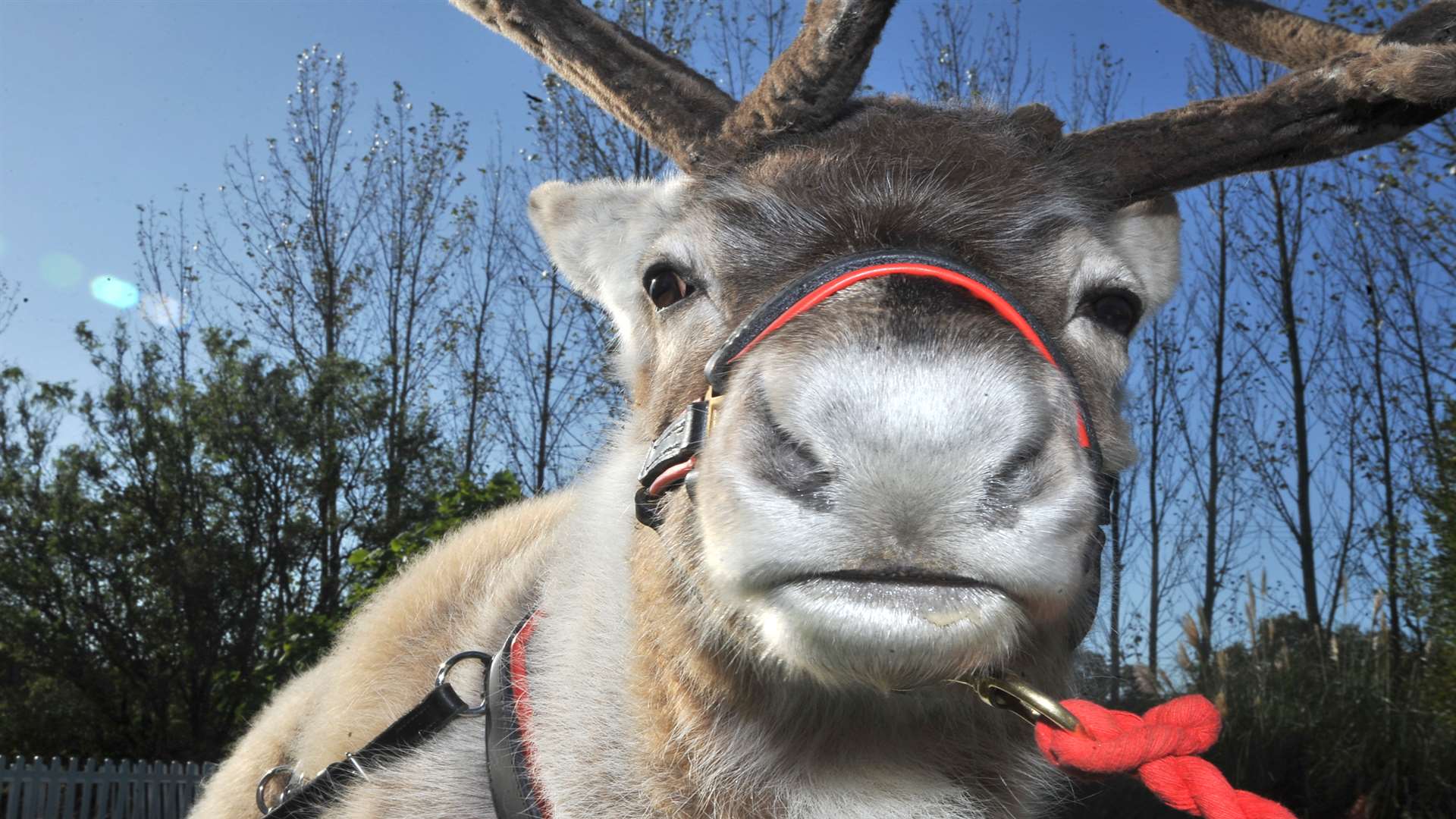 Youngsters will be able to pet the reindeer.