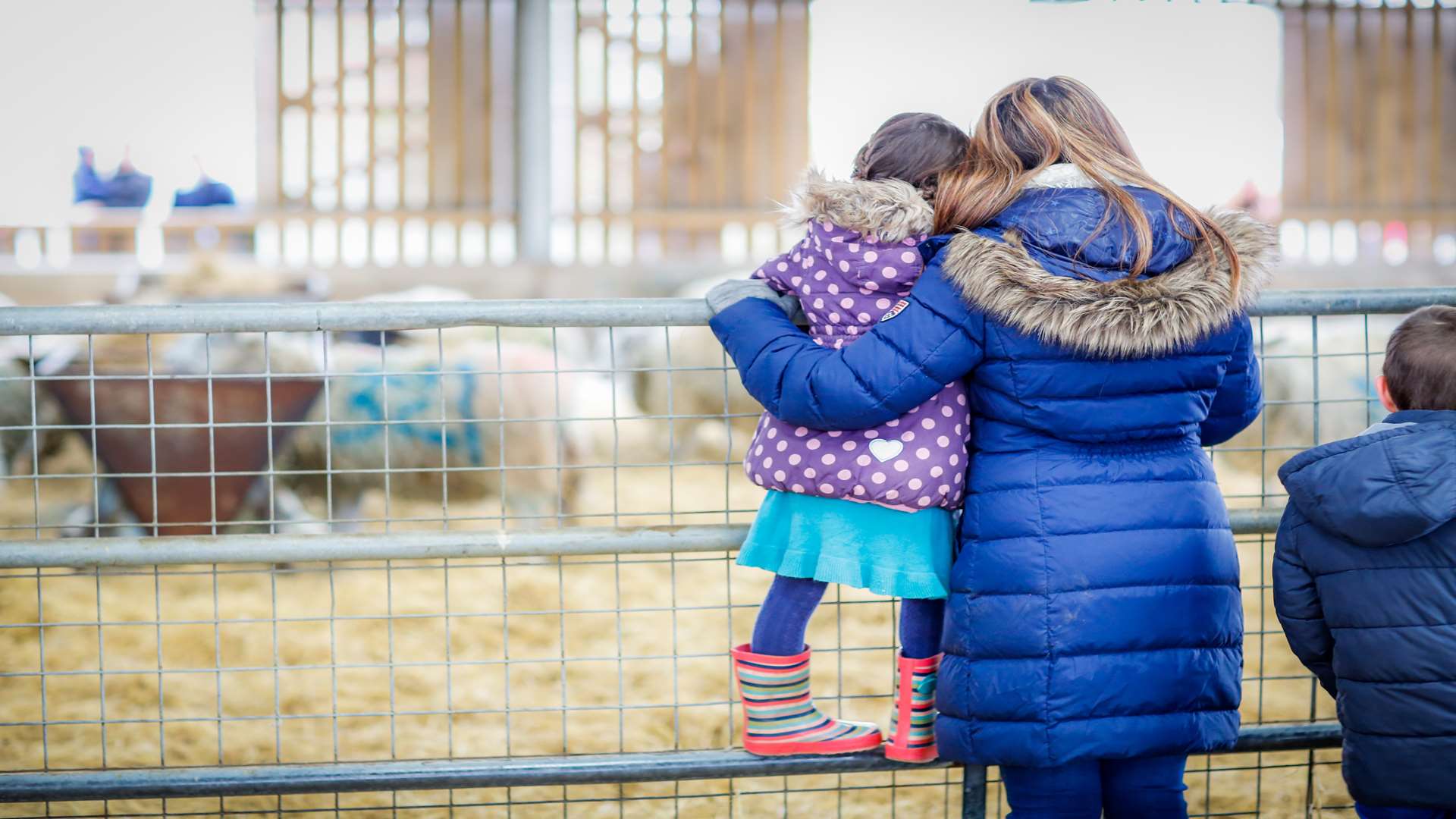 Take your family along to one of Kent's lambing events this spring