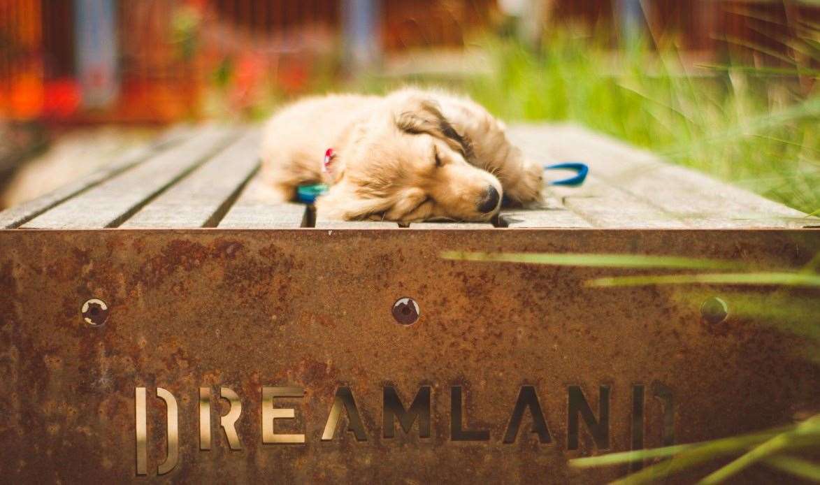 The whole family, even the dog, can enjoy great days out over the early May bank holiday weekend. Picture: Dreamland / Cristina Minette Photography