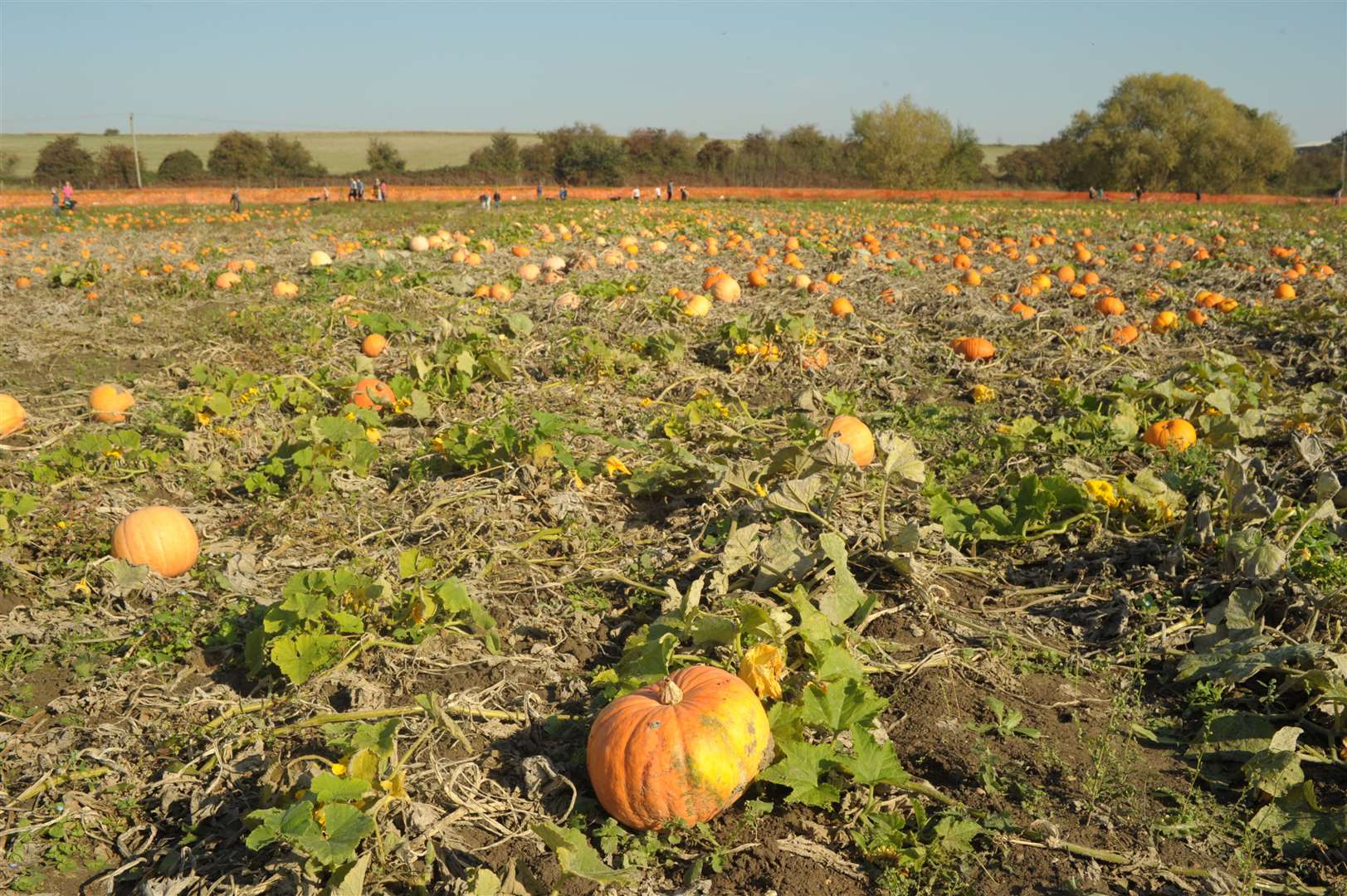 Pumpkin picking in Stoke Road will need to be pre-booked