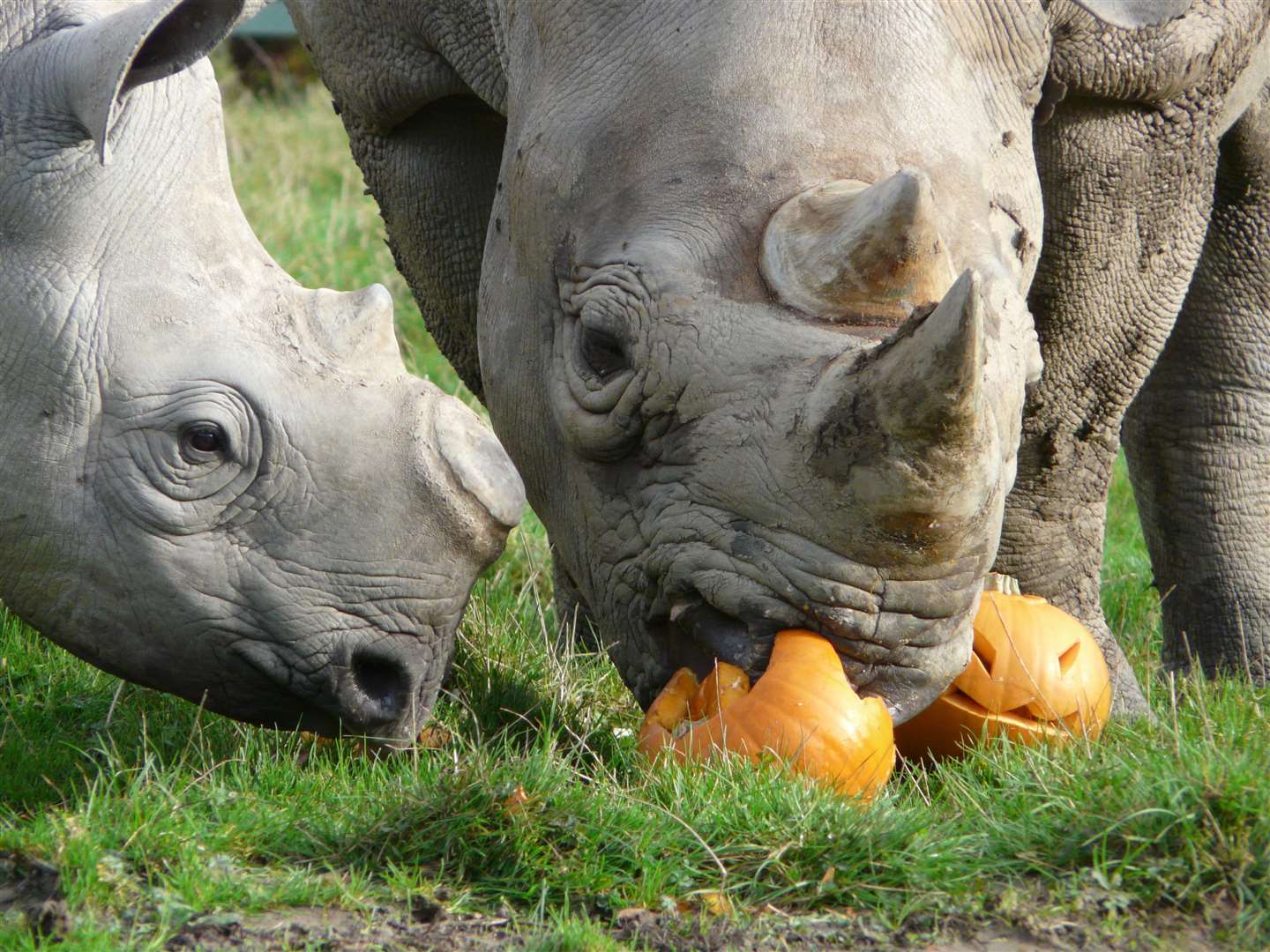 Half price tickets are on offer at Howletts and Port Lympne