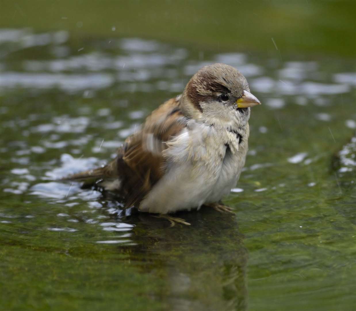 Sparrows are doing well in Kent Picture: Ray Kennedy/RSPB Images