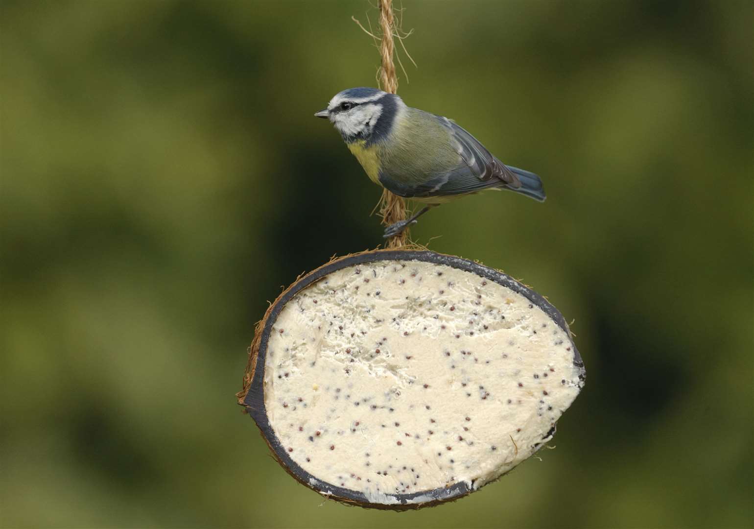 A Blue Tit balances on a feeder Picture: Chris Gomersall/RSPB Images