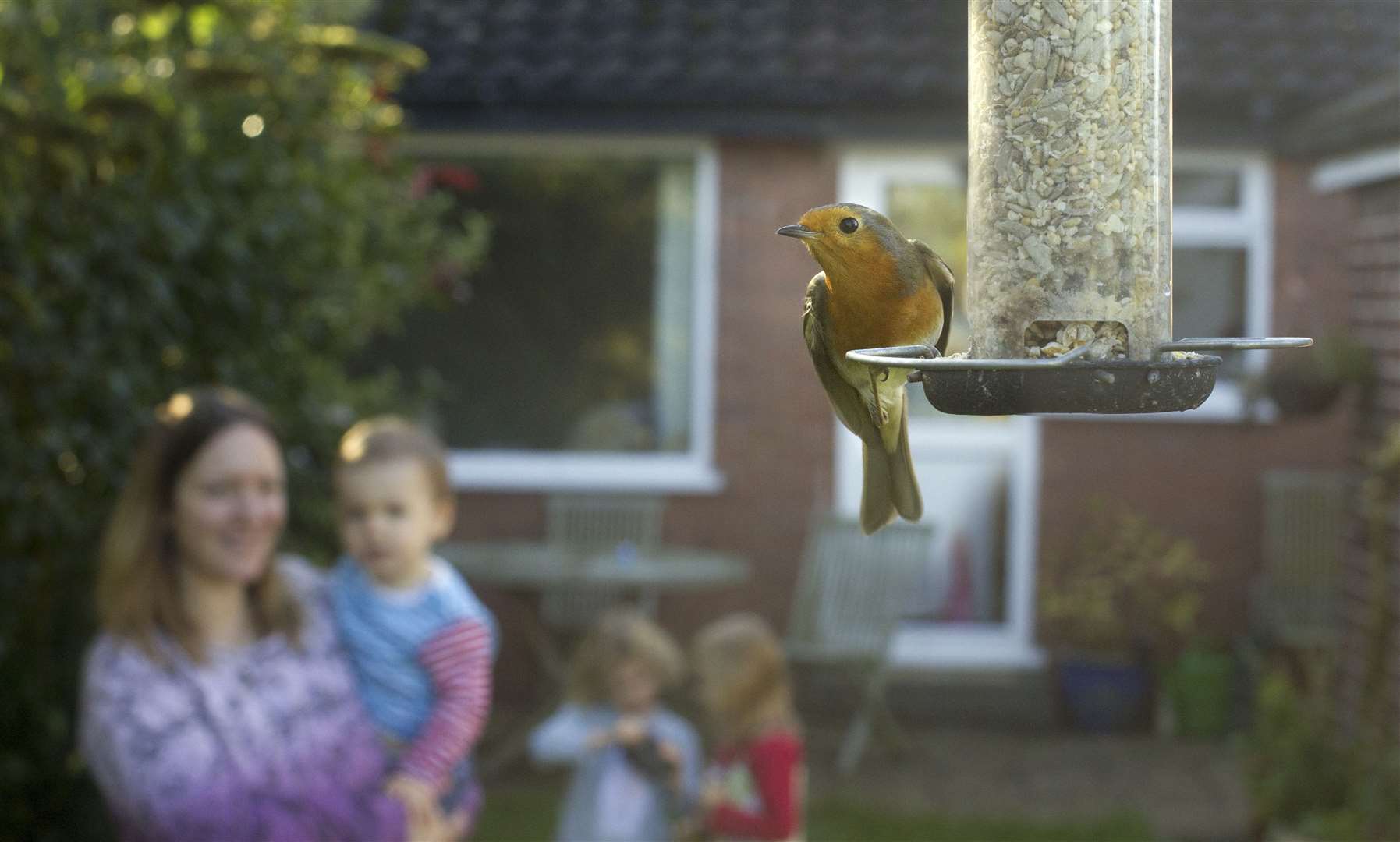 You can spot the birds in your garden to start your day