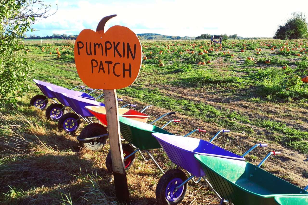 What an inviting pumpkin patch!
