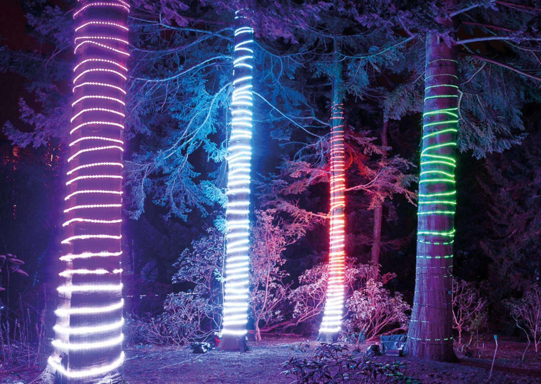 Forest of Festive Lights at Bedgebury Pinetum in Goudhurst