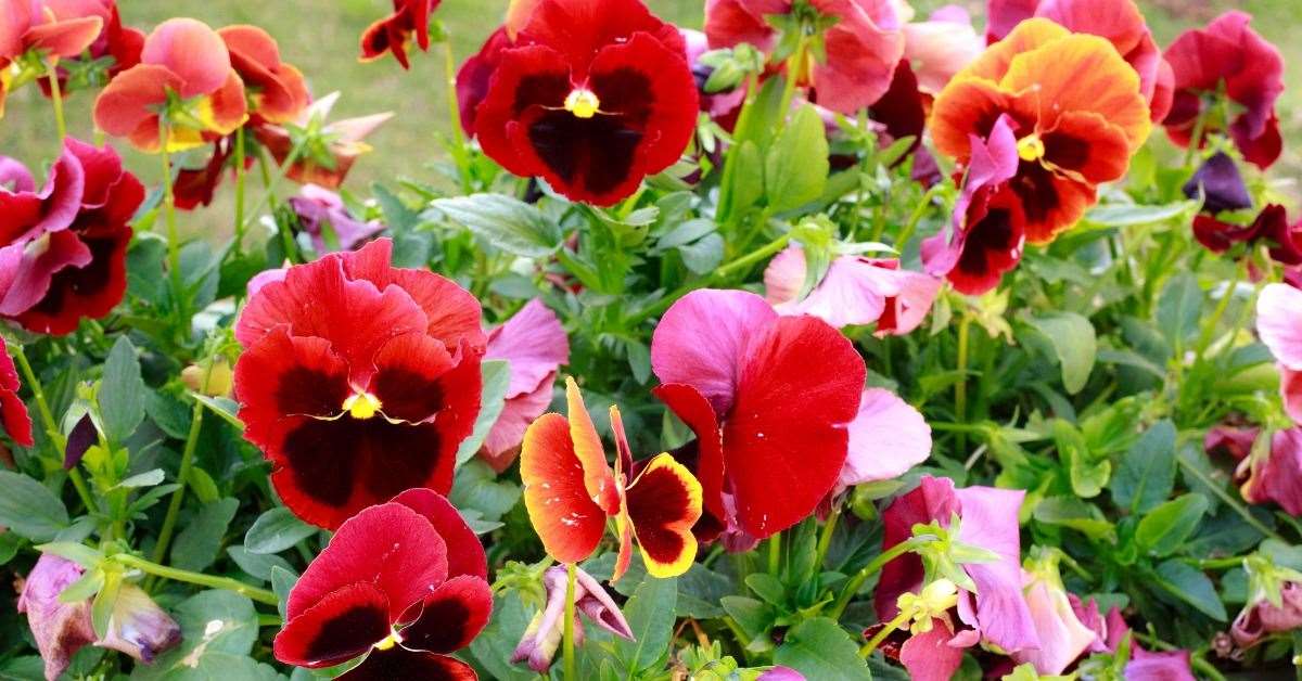 Bright colourful plants children see grow quickly and can dead-head and tidy are a winner