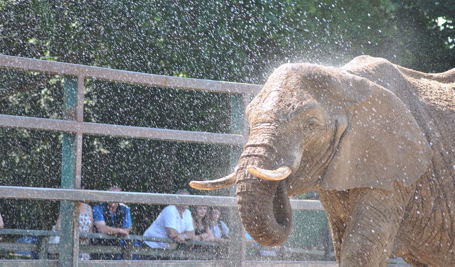 The parks are two of Kent’s best-loved tourist attractions. Picture: Howletts