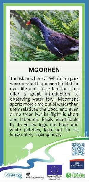 Moorhen information that will go on one of the posts. Picture: Maidstone Borough Council.
