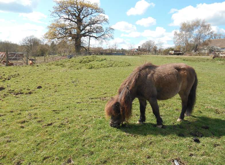 Farmyard animals are often left to roam free around the farm, so you'll find it easy to make new friends!