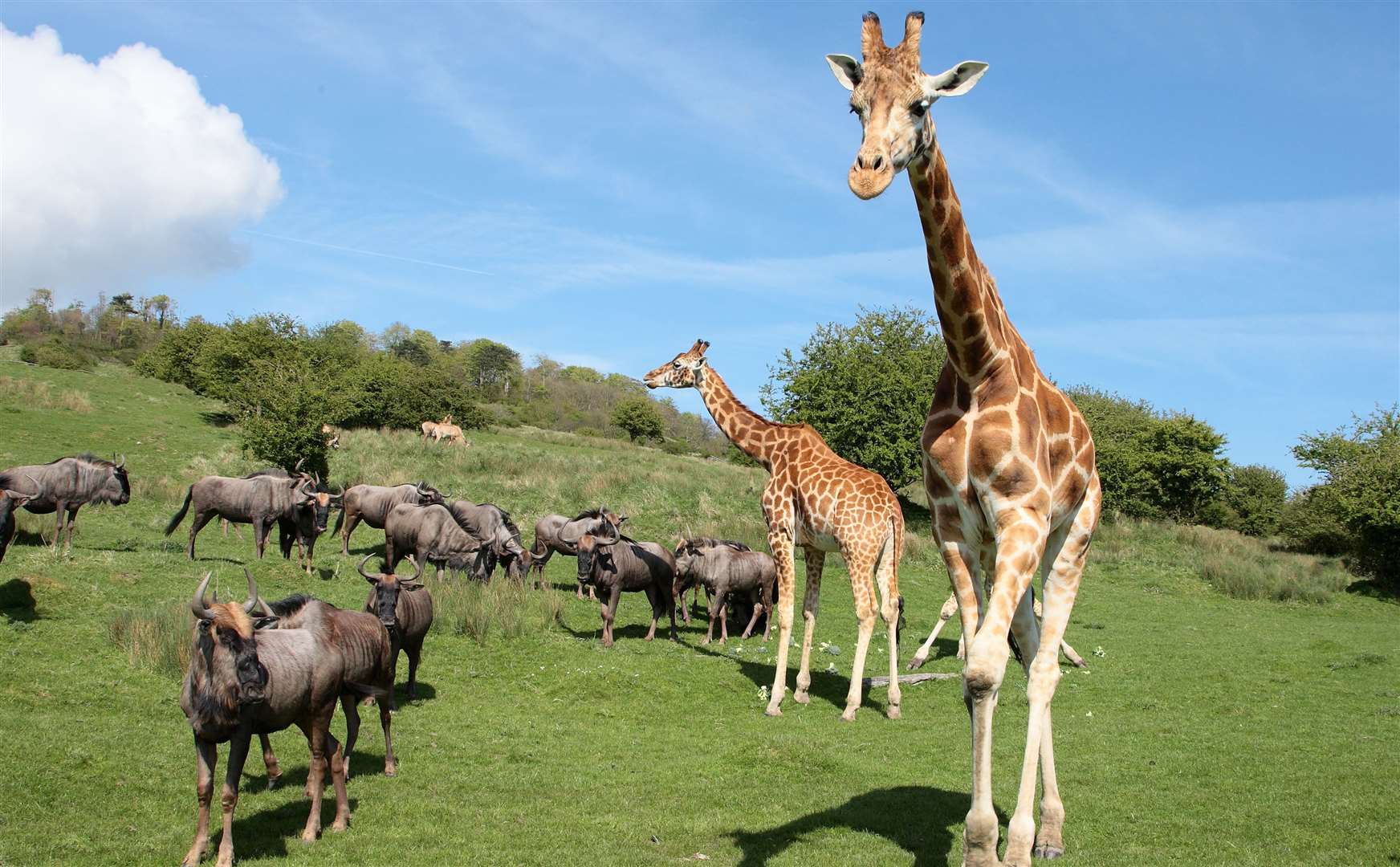 The free safari tour at Port Lympne takes visitors across the Kentish savannah to see giraffes and wildebeest. Picture: Port Lympne / The Aspinall Foundation