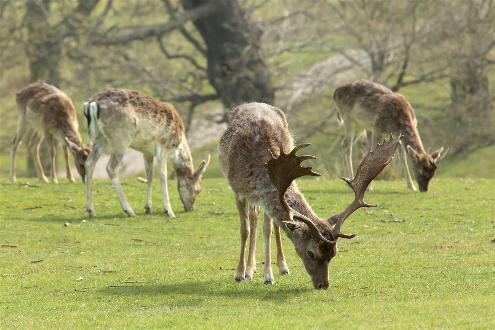 Don't forget to find the deer when visiting Knole